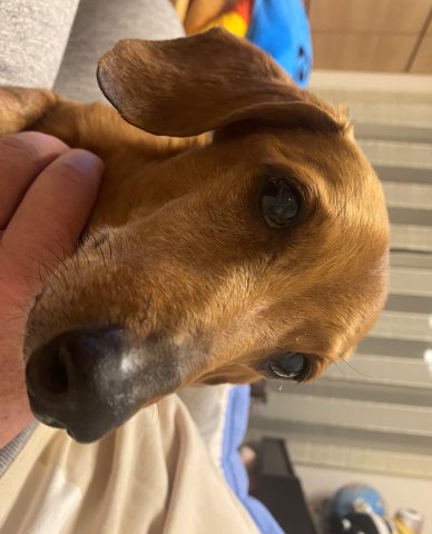 愛犬レオの紹介　2023年1月