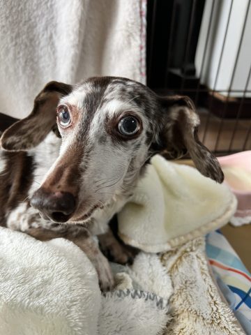 愛犬ココアの紹介　2024年3月