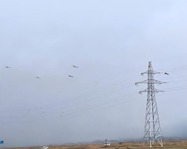 地元・佐渡島のご紹介 2025年2月